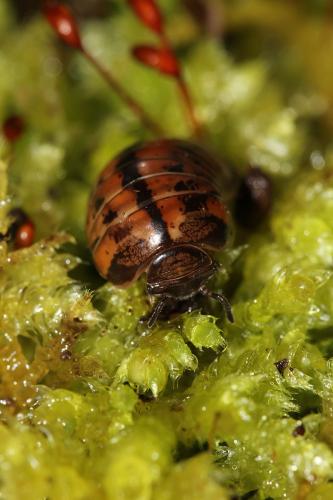 Glomeris ligurica