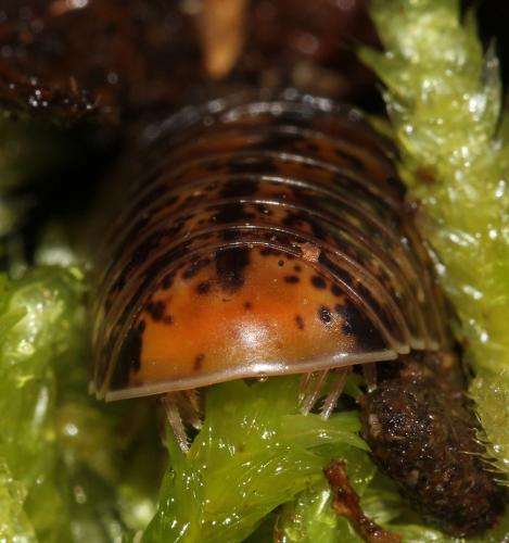 Glomeris ligurica