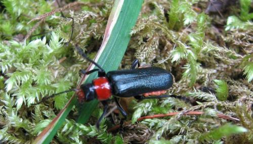 Ancistronycha abdominalis