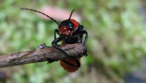 Ancistronycha abdominalis