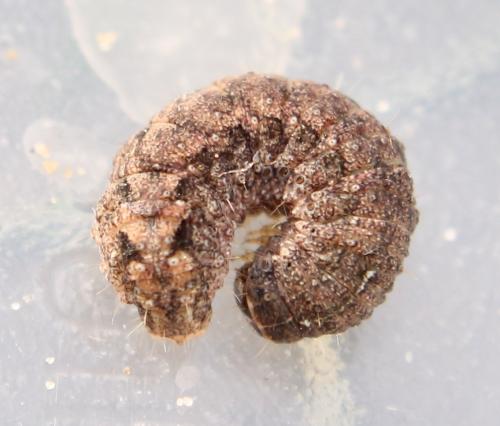 Caradrina morpheus