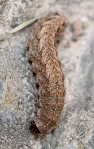 Caradrina morpheus