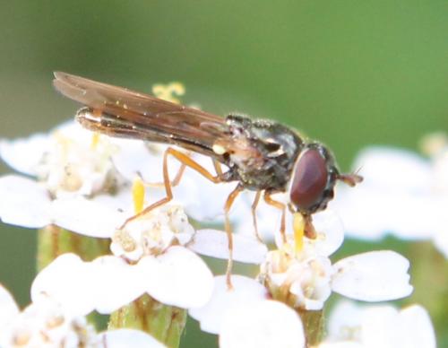 Melanostoma sp.