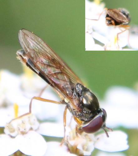 Melanostoma sp.