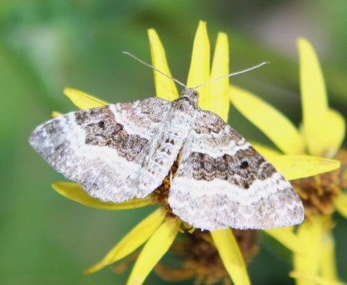 Epirrhoe alternata