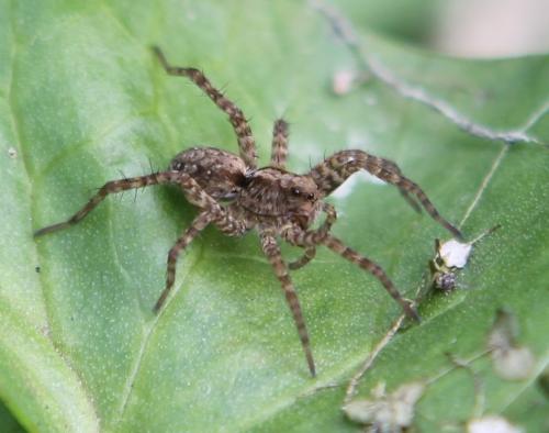 Pardosa sp.