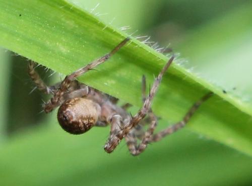 Pardosa sp.