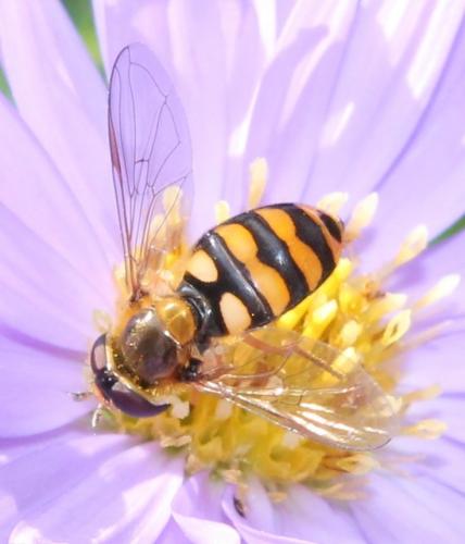 Réf. 115 306 : Eupeodes latifasciatus