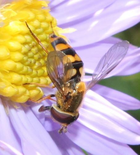 Eupeodes latifasciatus