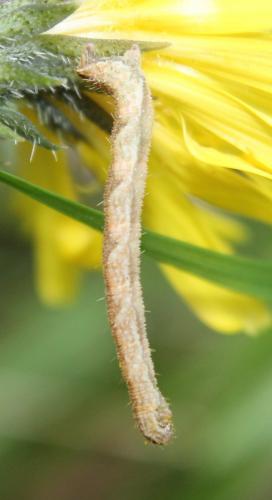 Eupithecia sp.
