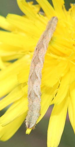 Eupithecia sp.