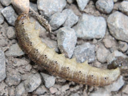 Réf. 115 496 : Agrotis exclamationis