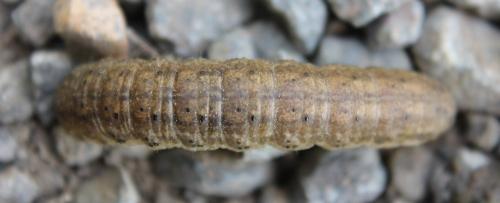 Réf. 115 497 : Agrotis exclamationis