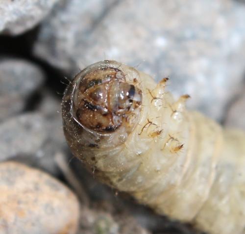 Agrotis exclamationis