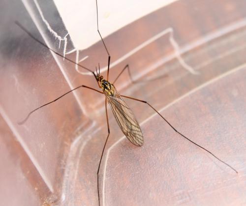 Nephrotoma appendiculata