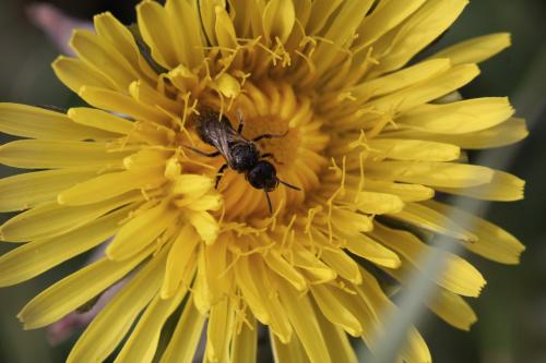 Lasioglossum sp.
