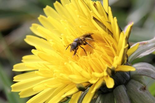 Lasioglossum sp.