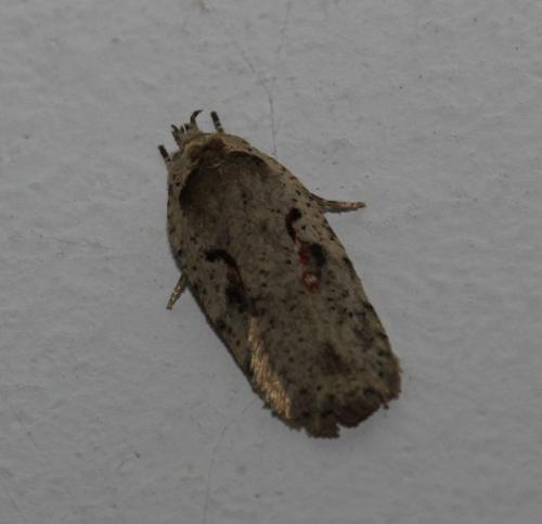 Réf. 115 754 : Agonopterix ocellana