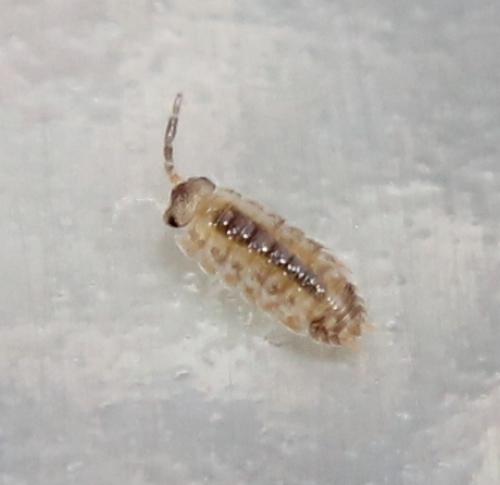 Porcellio sp.