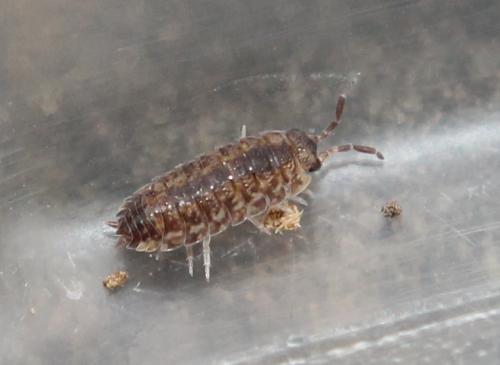 Porcellio sp.