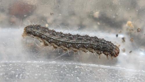 Réf. 115 372 : Hoplodrina octogenaria