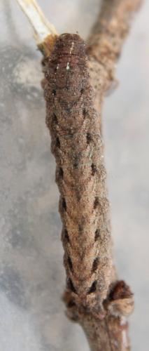Caradrina morpheus