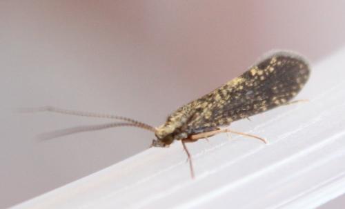 Réf. 115 101 : Polycentropus sp.