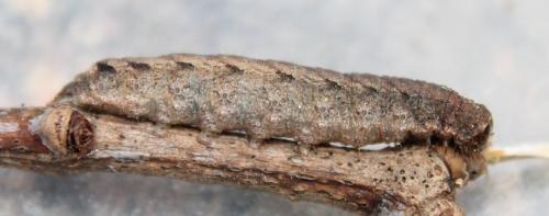 Caradrina morpheus