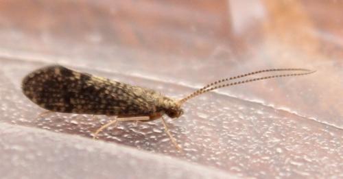 Polycentropus sp.