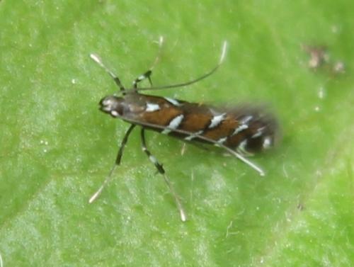 Dialectica imperialella
