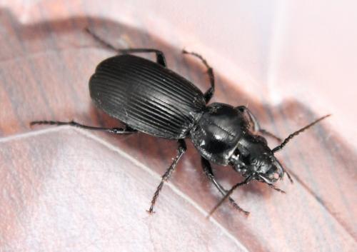 Pterostichus madidus