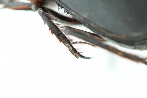Réf. 115 081 : Scarabaeus irakensis