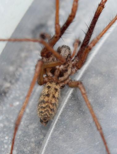 Tegenaria sp.