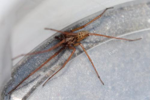 Tegenaria sp.