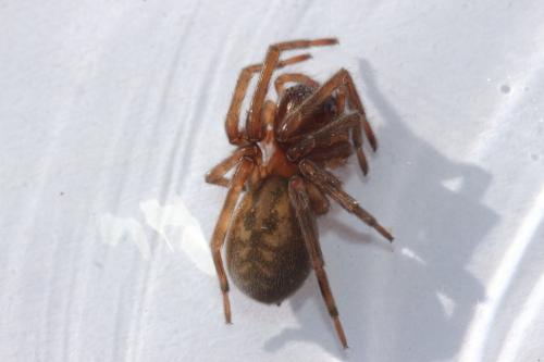 Amaurobius ferox