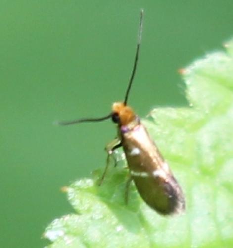 Micropterix aruncella