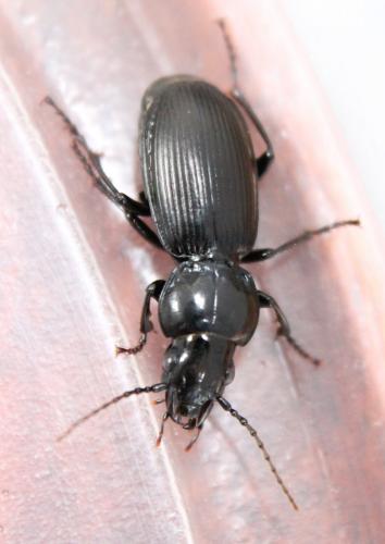 Pterostichus madidus
