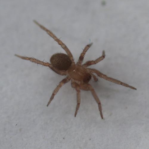 Chorizomma subterraneum
