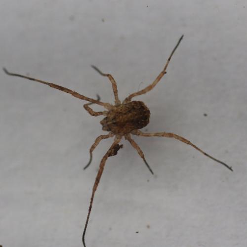 Odiellus simplicipes
