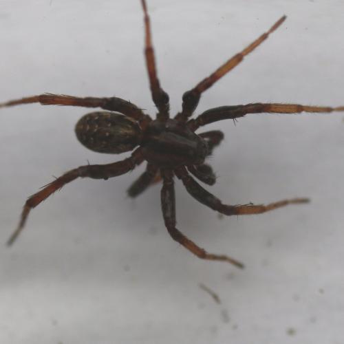 Réf. 115 696 : Hygrolycosa rubrofasciata