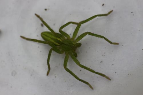 Micrommata virescens