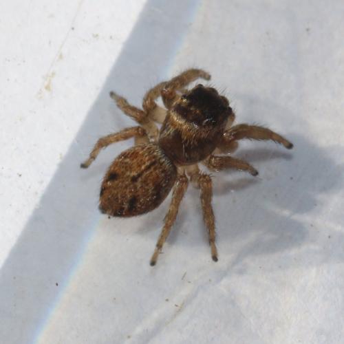 Evarcha arcuata