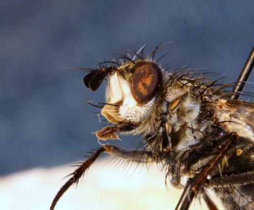 Linnaemya picta