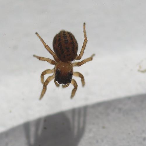 Euophrys frontalis