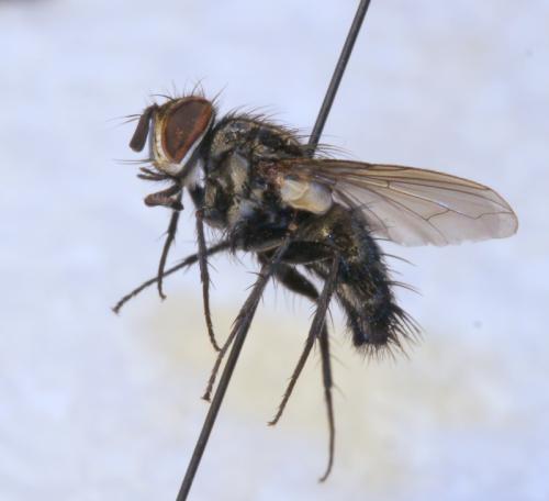 Réf. 115 752 : Eumea linearicornis