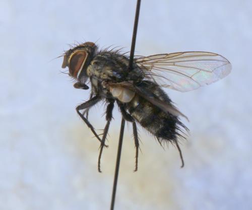 Réf. 115 753 : Eumea linearicornis