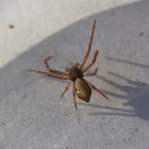 Réf. 115 937 : Tmarus sp.
