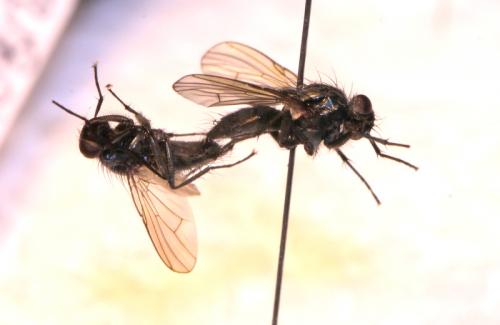Phaonia halterata
