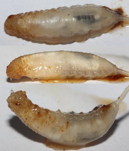 Mallota eurasiatica