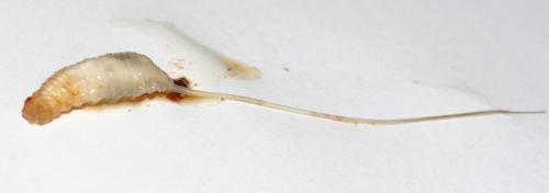 Mallota eurasiatica